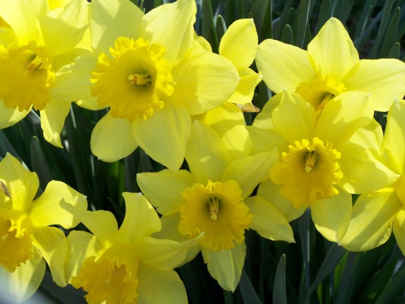 daffodils 3