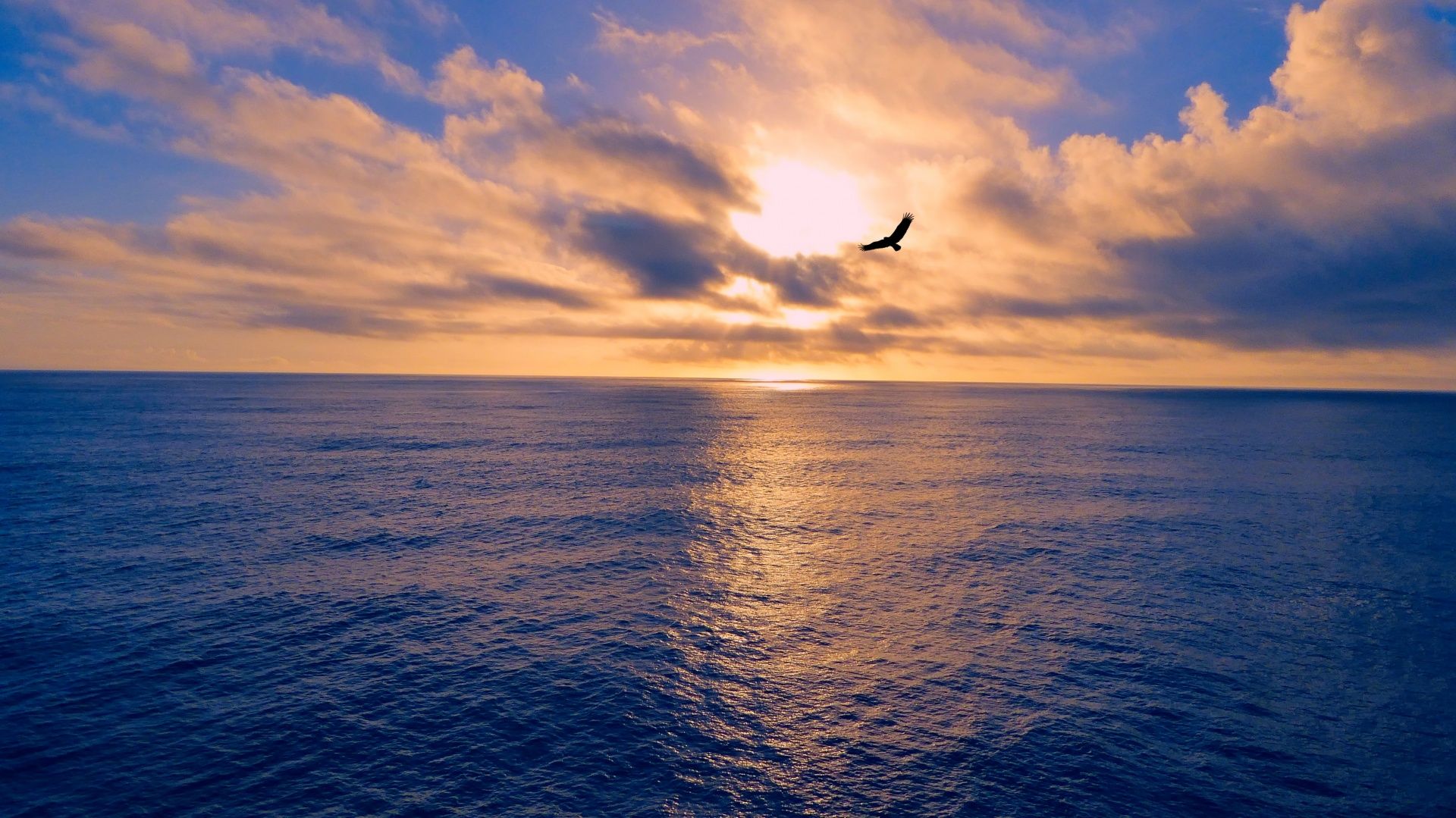 bird flying over sea at sunset